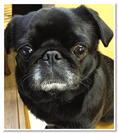 犬と泊まれる宿